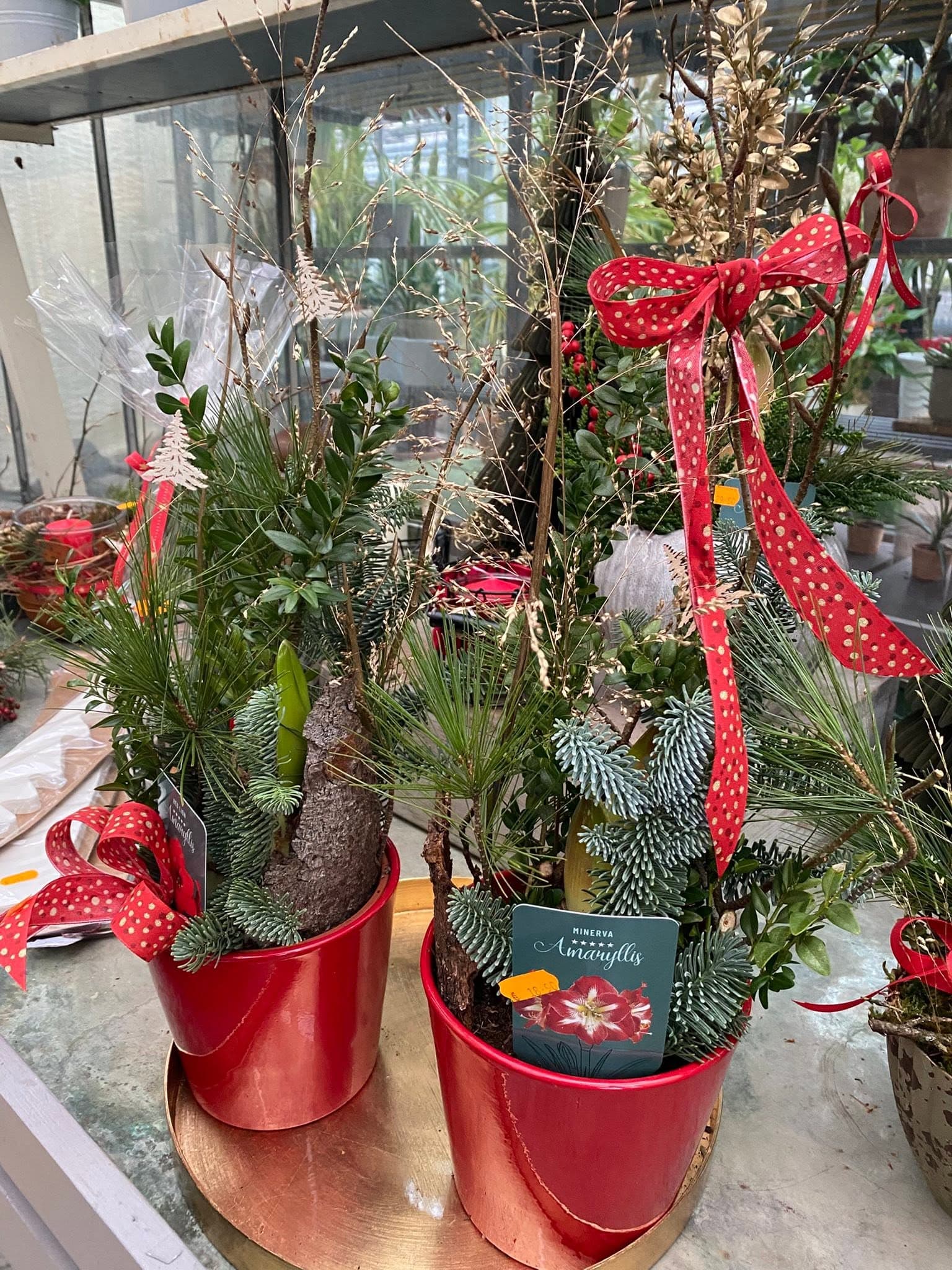Weihnachtliche Amaryllis-Gestecke mit Tannengrün und rotem Band
