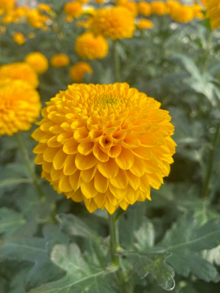 Gelbe kugelförmige Chrysanthemenblüte scharf im Vordergrund