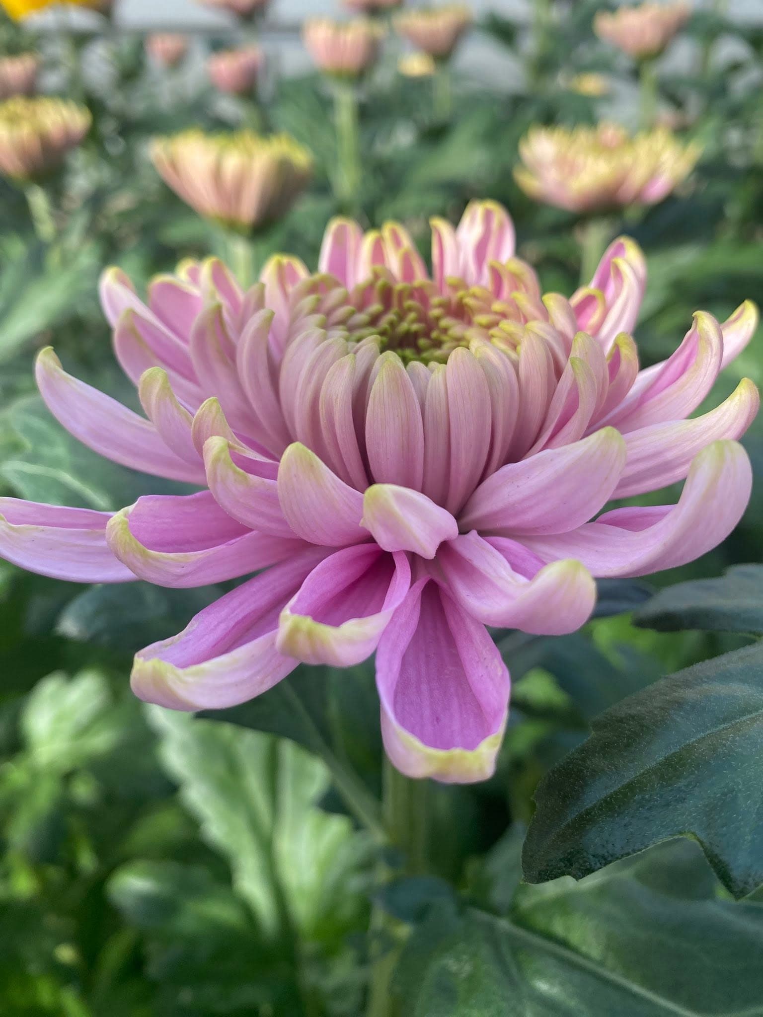 Nahaufnahme einer rosa Chrysanthemenblüte mit hellgrünen Spitzen