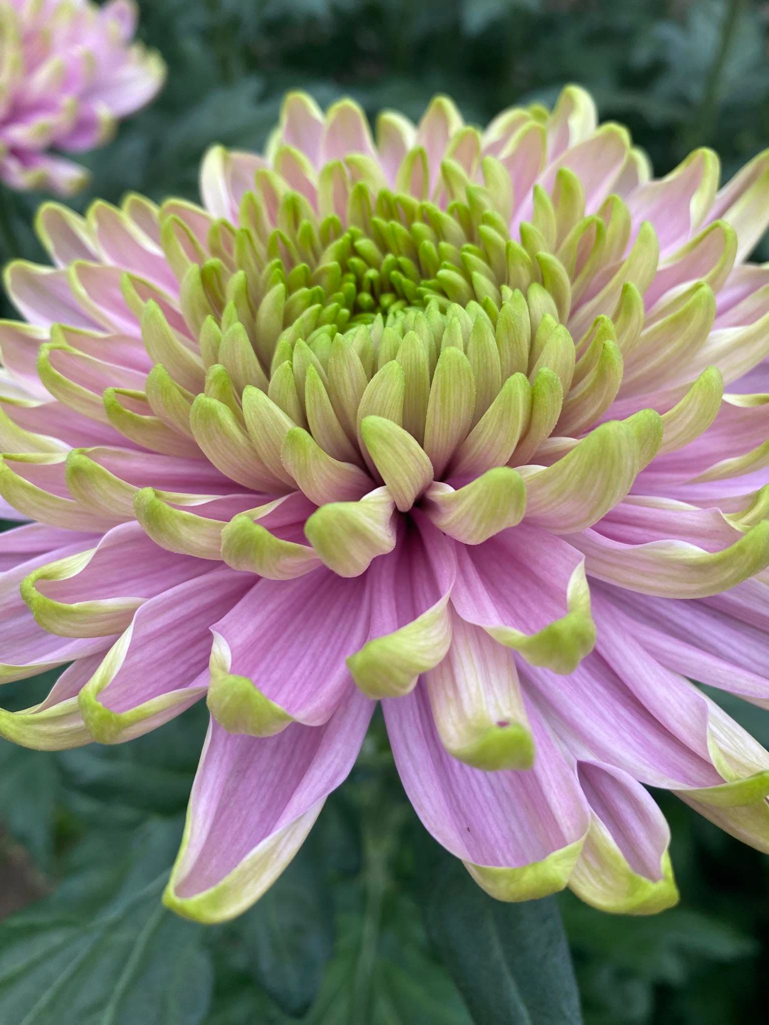 Nahaufnahme einer rosa Chrysantheme mit grünem Blütenkern