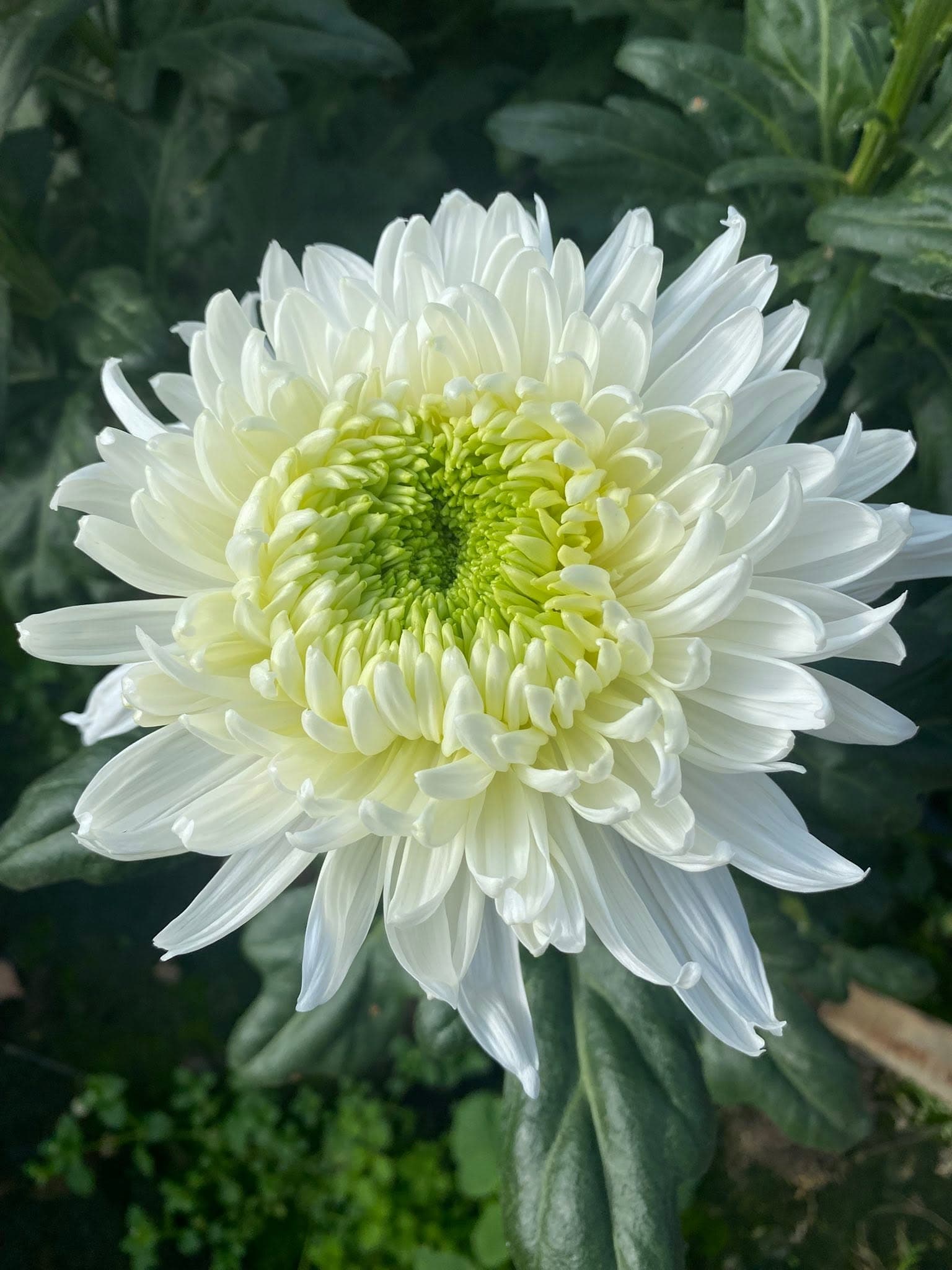 Weiße Chrysanthemenblüte mit hellgrünem Zentrum vor dunklem Blattgrün