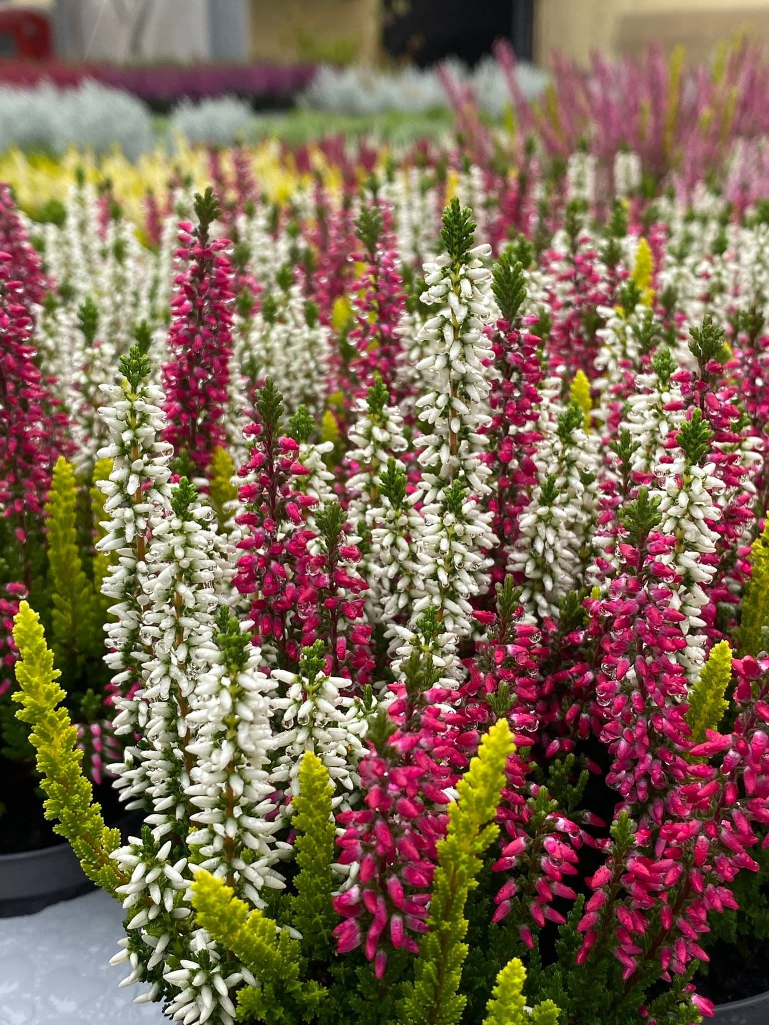Nahaufnahme blühender Knospenheide in Pink, Weiß und Grün mit Wassertropfen