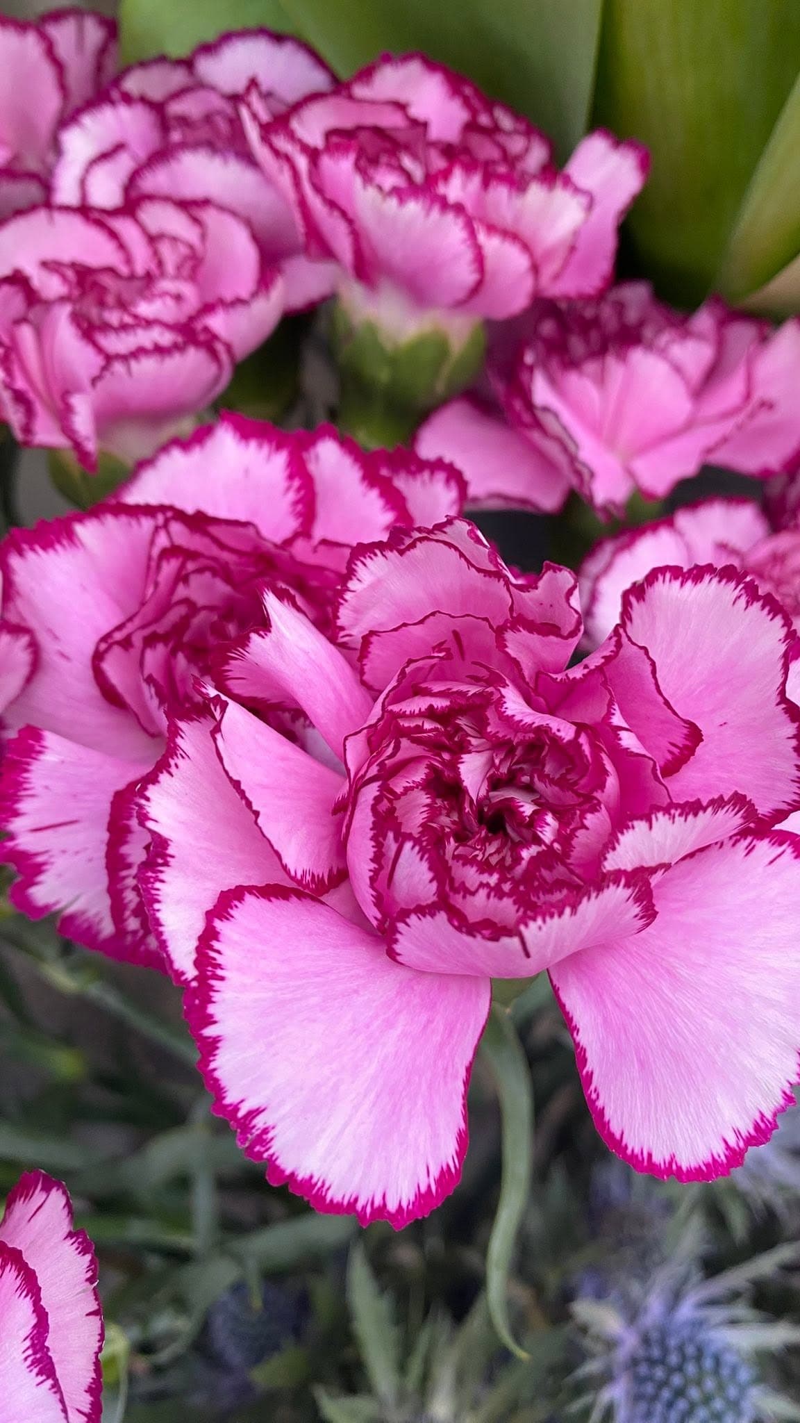 Nahaufnahme rosa-weißer Nelken mit fein gefranstem Rand
