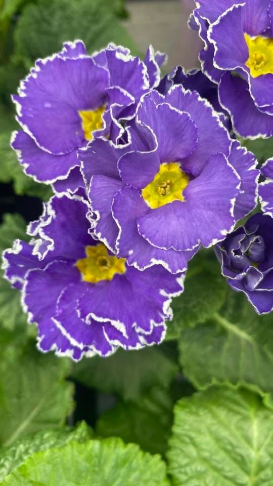 Violette gefranste Primeln mit weißem Rand und gelber Mitte