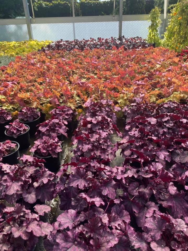 Getopfte Purpurglöckchen mit violettem und kupferfarbenem Laub im Gewächshaus