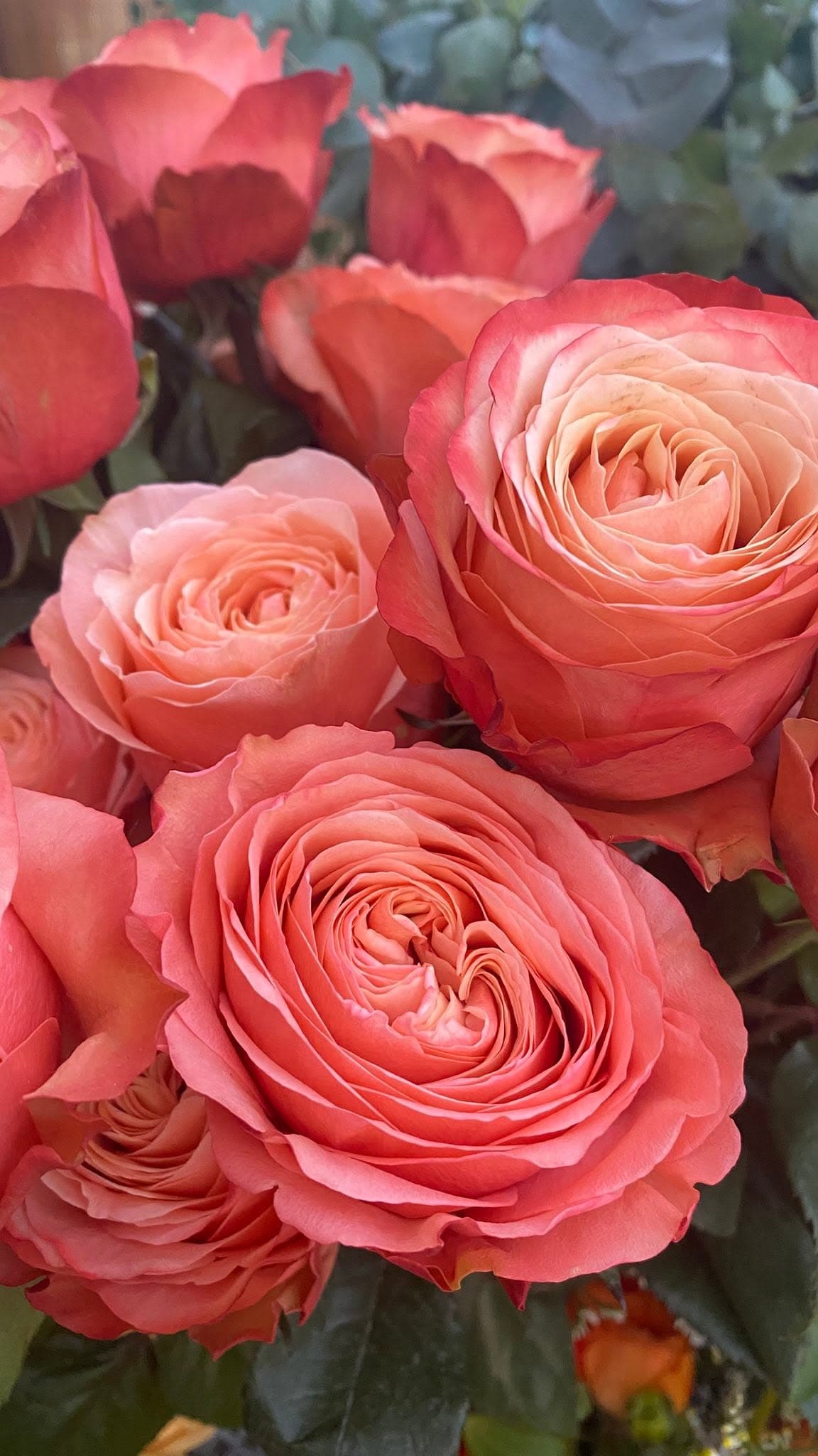 Nahaufnahme lachsfarbener, dicht gefüllter Rosenblüten in warmem Licht