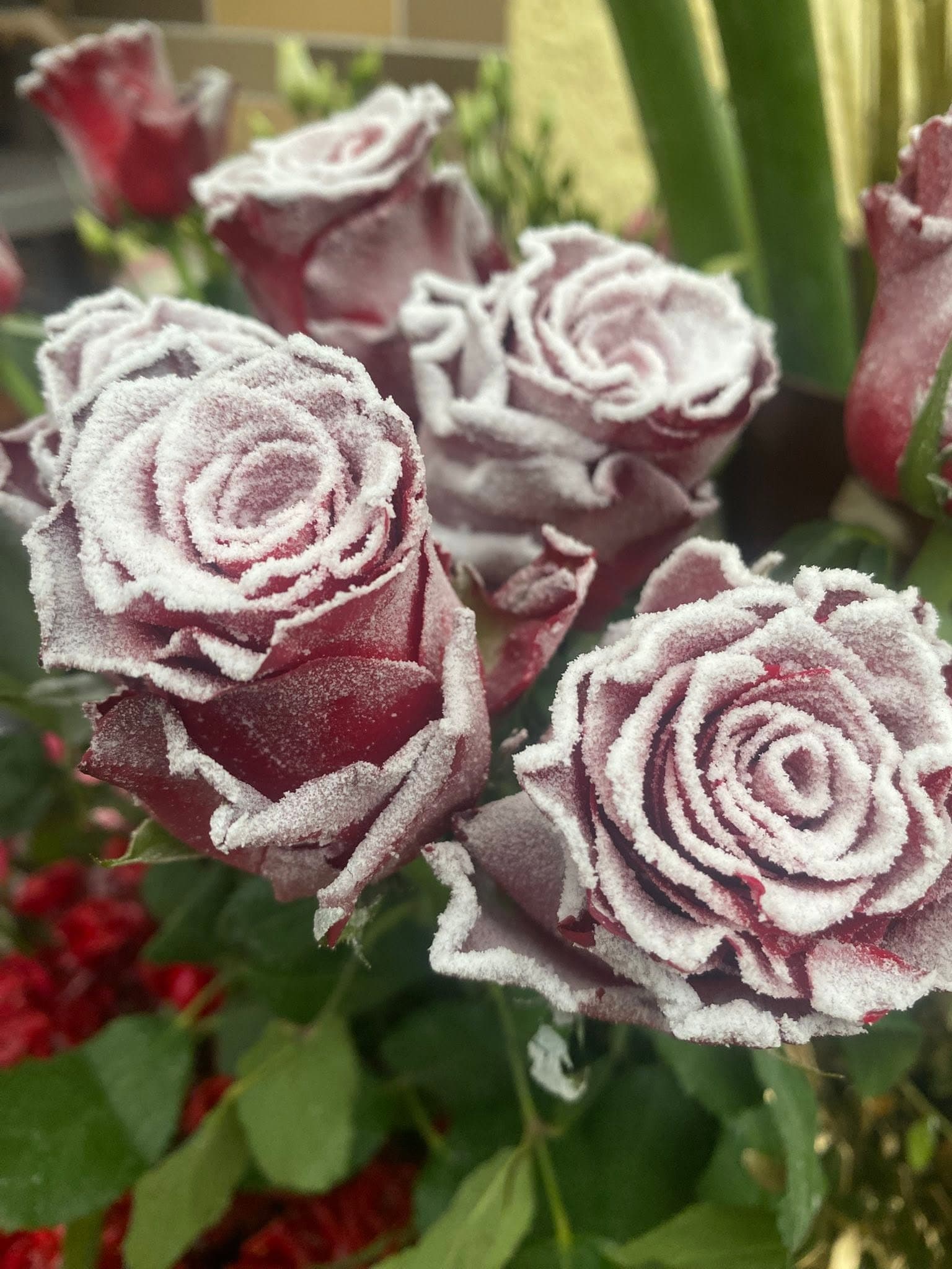 Dunkelrote Rosen mit weißem Raureif an den Blütenrändern