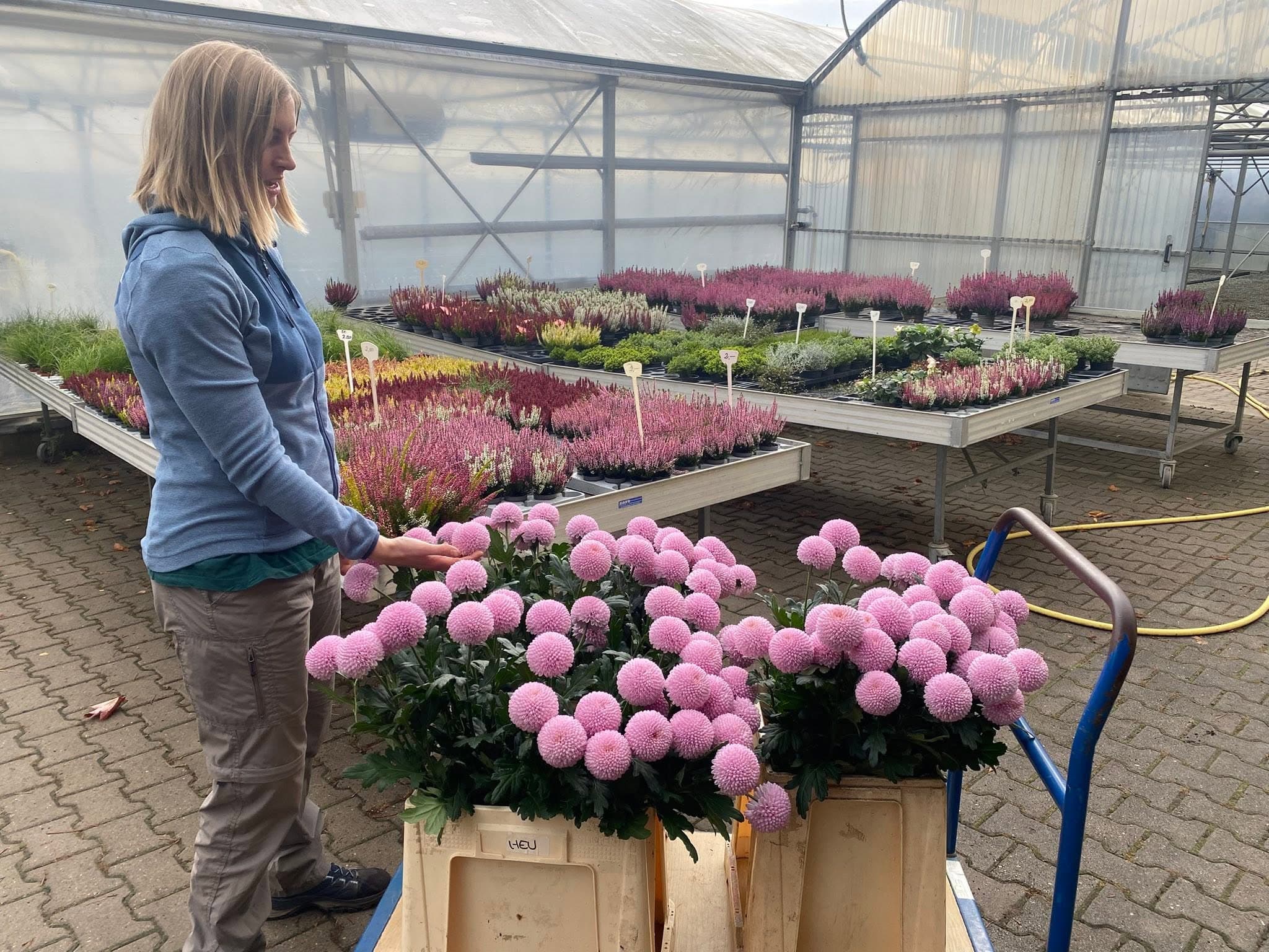Mitarbeiterin der Gärtnerei bei der Arbeit an rosa Chrysanthemen im Gewächshaus